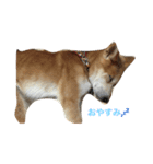 我が家の愛犬 めいの日常（個別スタンプ：3）