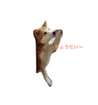 我が家の愛犬 めいの日常（個別スタンプ：4）
