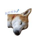 我が家の愛犬 めいの日常（個別スタンプ：5）