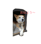 我が家の愛犬 めいの日常（個別スタンプ：6）
