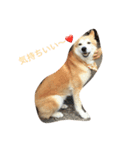 我が家の愛犬 めいの日常（個別スタンプ：7）
