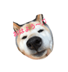 柴犬♡北斗（個別スタンプ：1）