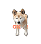 柴犬♡北斗（個別スタンプ：2）