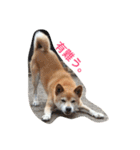 柴犬♡北斗（個別スタンプ：3）
