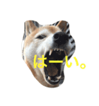 柴犬♡北斗（個別スタンプ：4）