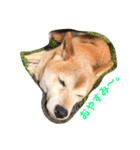 柴犬♡北斗（個別スタンプ：5）