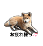 柴犬♡北斗（個別スタンプ：7）