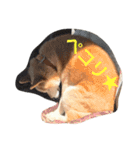 柴犬♡北斗（個別スタンプ：8）