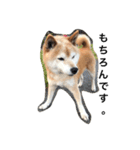 柴犬♡北斗（個別スタンプ：9）