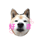 柴犬♡北斗（個別スタンプ：10）