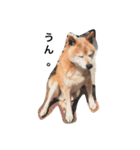柴犬♡北斗（個別スタンプ：11）
