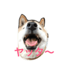 柴犬♡北斗（個別スタンプ：12）