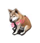 柴犬♡北斗（個別スタンプ：15）