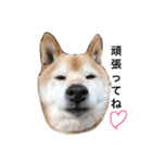 柴犬♡北斗（個別スタンプ：16）