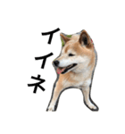 柴犬♡北斗（個別スタンプ：17）