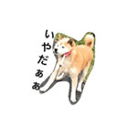 柴犬♡北斗（個別スタンプ：19）