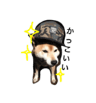 柴犬♡北斗（個別スタンプ：20）