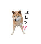 柴犬♡北斗（個別スタンプ：21）