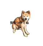 柴犬♡北斗（個別スタンプ：22）