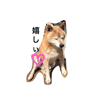 柴犬♡北斗（個別スタンプ：24）