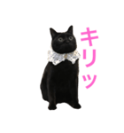 黒猫くまごろう（個別スタンプ：1）