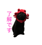 黒猫くまごろう（個別スタンプ：3）