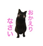 黒猫くまごろう（個別スタンプ：7）