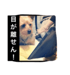 シシマルの生活（個別スタンプ：3）