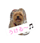シシマルの生活（個別スタンプ：5）