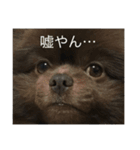 ポメラニアンかもしれない（個別スタンプ：8）