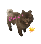 ポメラニアンかもしれない（個別スタンプ：10）