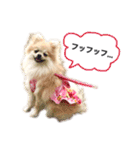 ポメラニアンのフェイ（個別スタンプ：1）