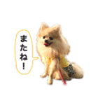 ポメラニアンのフェイ（個別スタンプ：2）