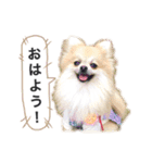 ポメラニアンのフェイ（個別スタンプ：3）