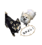 ポメラニアンのフェイ（個別スタンプ：4）