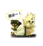 ポメラニアンのフェイ（個別スタンプ：5）