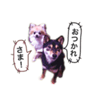 ポメラニアンのフェイ（個別スタンプ：6）