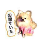 ポメラニアンのフェイ（個別スタンプ：7）