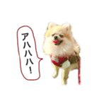 ポメラニアンのフェイ（個別スタンプ：8）