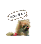 ポメラニアンのフェイ（個別スタンプ：9）
