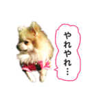 ポメラニアンのフェイ（個別スタンプ：10）