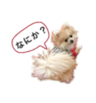 ポメラニアンのフェイ（個別スタンプ：11）