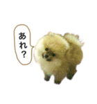 ポメラニアンのフェイ（個別スタンプ：12）