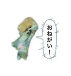 ポメラニアンのフェイ（個別スタンプ：13）