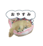 ポメラニアンのフェイ（個別スタンプ：14）