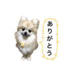 ポメラニアンのフェイ（個別スタンプ：15）