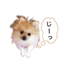 ポメラニアンのフェイ（個別スタンプ：16）