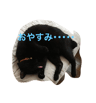 黒猫のあめしゃん（個別スタンプ：1）