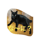 黒猫のあめしゃん（個別スタンプ：2）