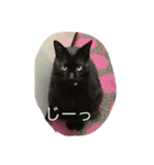 黒猫のあめしゃん（個別スタンプ：4）